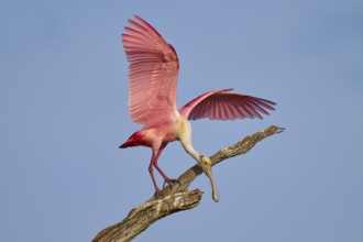 A roseate spoonbill with wide open wings standing on a dry branch, roseate spoonbill (Ajaja ajaja),
