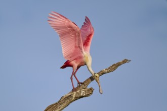 A Roseate Spoonbill stands with open wings on a branch against a blue sky, Roseate Spoonbill (Ajaja