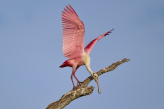 A Roseate Spoonbill with spread wings balancing on a branch in front of a blue sky, Roseate