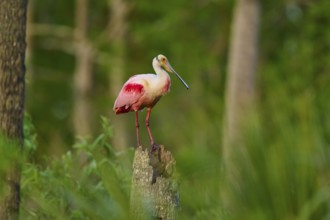 Roseate spoonbill with pink plumage on a log surrounded by green vegetation, Roseate spoonbill