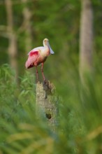 A Roseate Spoonbill standing on a tree stump in the jungle, Roseate Spoonbill (Ajaja ajaja),
