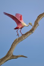 A Roseate Spoonbill carefully climbing along a dry branch, Roseate Spoonbill (Ajaja ajaja), Orlando