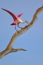 A Roseate Spoonbill spreads its wings on a dry branch in front of a blue sky, Roseate Spoonbill