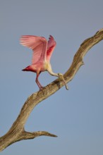 A Roseate Spoonbill with raised wings on a dry branch against the sky, Roseate Spoonbill (Ajaja