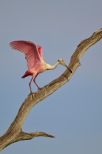 A Roseate Spoonbill balancing on a dry branch against a blue sky, Roseate Spoonbill (Ajaja ajaja),