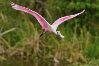 A Roseate Spoonbill gliding over reed grass in a wetland, Roseate Spoonbill (Ajaja ajaja), Orlando