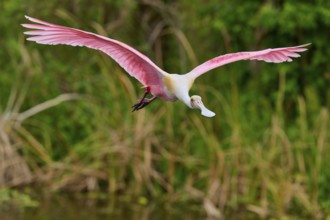 A Roseate Spoonbill flies over a swamp with lush greenery, Roseate Spoonbill (Ajaja ajaja), Orlando