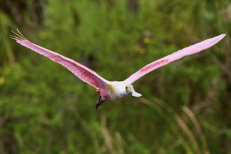 A Roseate Spoonbill with wide spread wings flies through dense jungle, Roseate Spoonbill (Ajaja