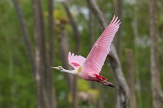 A Roseate Spoonbill in flight over a green forest, Roseate Spoonbill (Ajaja ajaja), Orlando