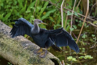 Bird with spread wings standing on a tree trunk in a wetland, Darter (Anhinga anhinga), spring,