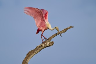 A Roseate Spoonbill on a branch lifting its wings towards the sky, Roseate Spoonbill (Ajaja ajaja),