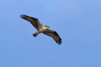 A lone osprey glides through the sky, Osprey (Pandion haliaetus), Orlando Wetlands, Christmas,