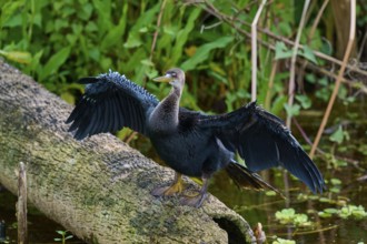 Bird with outstretched wings resting on a tree trunk over watered terrain, Darter (Anhinga