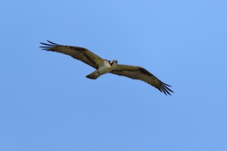 Osprey with outstretched wings gliding in the sky, Osprey (Pandion haliaetus), Orlando Wetlands,