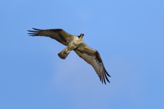 An osprey flies through the clear blue sky, Osprey (Pandion haliaetus), Orlando Wetlands,
