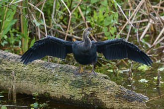 Black feathered bird with spread wings on a tree trunk over water, Darter (Anhinga anhinga),