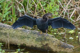 Bird with outstretched wings sitting on a tree trunk over beguiling water, Darter (Anhinga