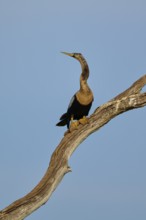 An upright bird with a long neck on a branch under a blue sky, Darter (Anhinga anhinga), spring,