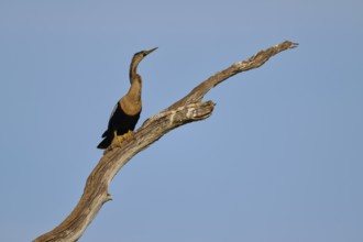 A bird with a raised head sits proudly on a branch against a blue sky, Darter (Anhinga anhinga),