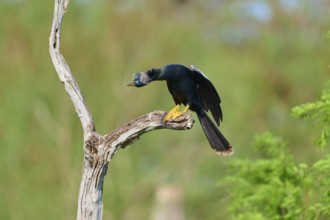 A bird leans forward, sitting on a gnarled branch against a green background, Darter (Anhinga