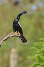 A bird perched on a branch looking alertly at its surroundings against a green backdrop, Darter