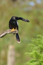 A bird leans forward, sitting on a branch in front of a green background, Darter (Anhinga anhinga),