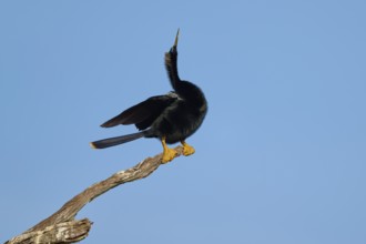 A bird stands on a branch and points its tail in the air against a blue sky, Darter (Anhinga