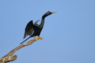 A bird on a branch with outstretched wings against a clear sky, Darter (Anhinga anhinga), spring,