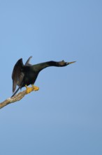 A bird with spread wings sitting on a branch against a blue sky, Darter (Anhinga anhinga), Spring,