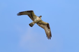 Osprey in the air with powerful wing beats, Osprey (Pandion haliaetus), Orlando Wetlands,