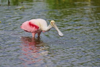 A roseate spoonbill with pink plumage searches the shallow water of a pond, Roseate spoonbill