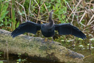 Bird spreading its wings, sitting on a tree trunk in a wetland, Darter (Anhinga anhinga), spring,