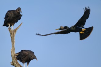Turkey Vulture (Cathartes aura) on a branch and a Darter in flight against a bright blue sky,