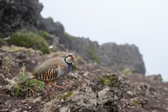 Red-legged partridge (Alectoris rufa), Madeira, Portugal