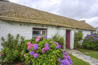 Hydrangeas and straw covered houses in the open-air museum, Glencolmcille, County Donegal, Ireland