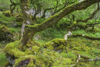 Old oak forest and moss, Glenveagh National Park, Cross Roads, County Donegal, Ireland