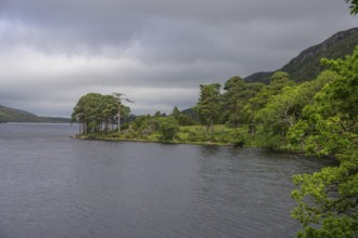View over Loch Beagh with a group of trees, Glenveagh National Park, Cross Roads, County Donegal,