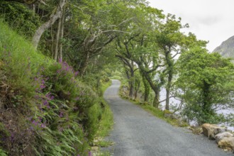 Hiking trail through old oak forest, Glenveagh National Park, Cross Roads, County Donegal, Ireland