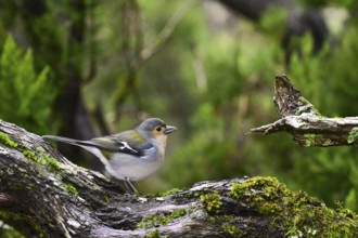 Madeira Chaffinch (Fringilla coelebs maderensis), sitting on a branch, Madeira, Portugal