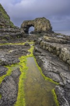 Green algae in tide pools at Pollaird Sea Arch, Fanad, County Donegal, Ireland