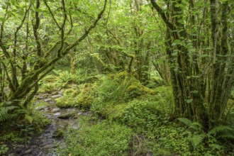 Mossy forest and ferns at St Colman's Chapel and Sacred Spring, Burren, Keelhilla, Carran, County