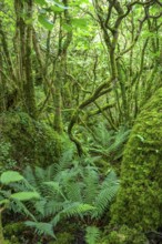 Mossy forest and ferns at St Colman's Chapel and Sacred Spring, Burren, Keelhilla, Carran, County