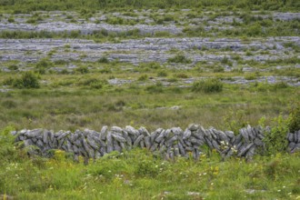 Stone wall in the karst landscape of the Burren, Keelhilla, Carran, County Clare, Ireland