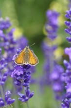 Large skipper (Ochlodes venatus), collecting nectar from a flower of Common lavender (Lavandula