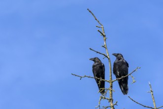 A pair of common ravens (Corvus corax) sitting in the crown of a dead spruce tree, tree top, pair,