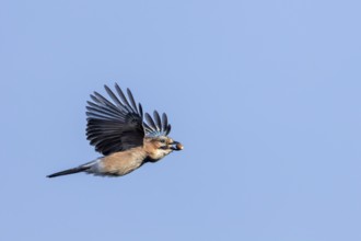 A jay (Garrulus glandarius) flies into the forest with its freshly collected acorns to hide them
