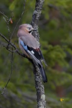A jay (Garrulus glandarius) sits attentively on a birch branch overgrown with lichen, Sweden