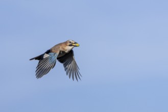 A jay (Garrulus glandarius) flies into the forest with its freshly collected acorns to hide them