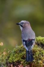 With its crop full, the jay (Garrulus glandarius) is about to fly away, autumn, Sweden