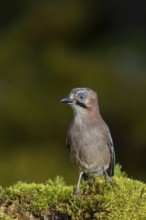 The jay (Garrulus glandarius) inspects a tree stump with a keen eye, autumn, Sweden